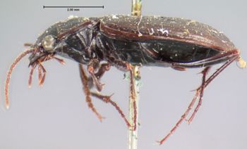 Media type: image;   Entomology 645 Aspect: habitus lateral view